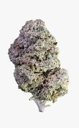 Vato-Loco Haze | 24% THCA