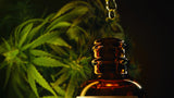 Hvad er cannabis olie?