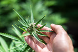 Cannabis som naturressource