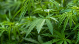 Cannabisplanten