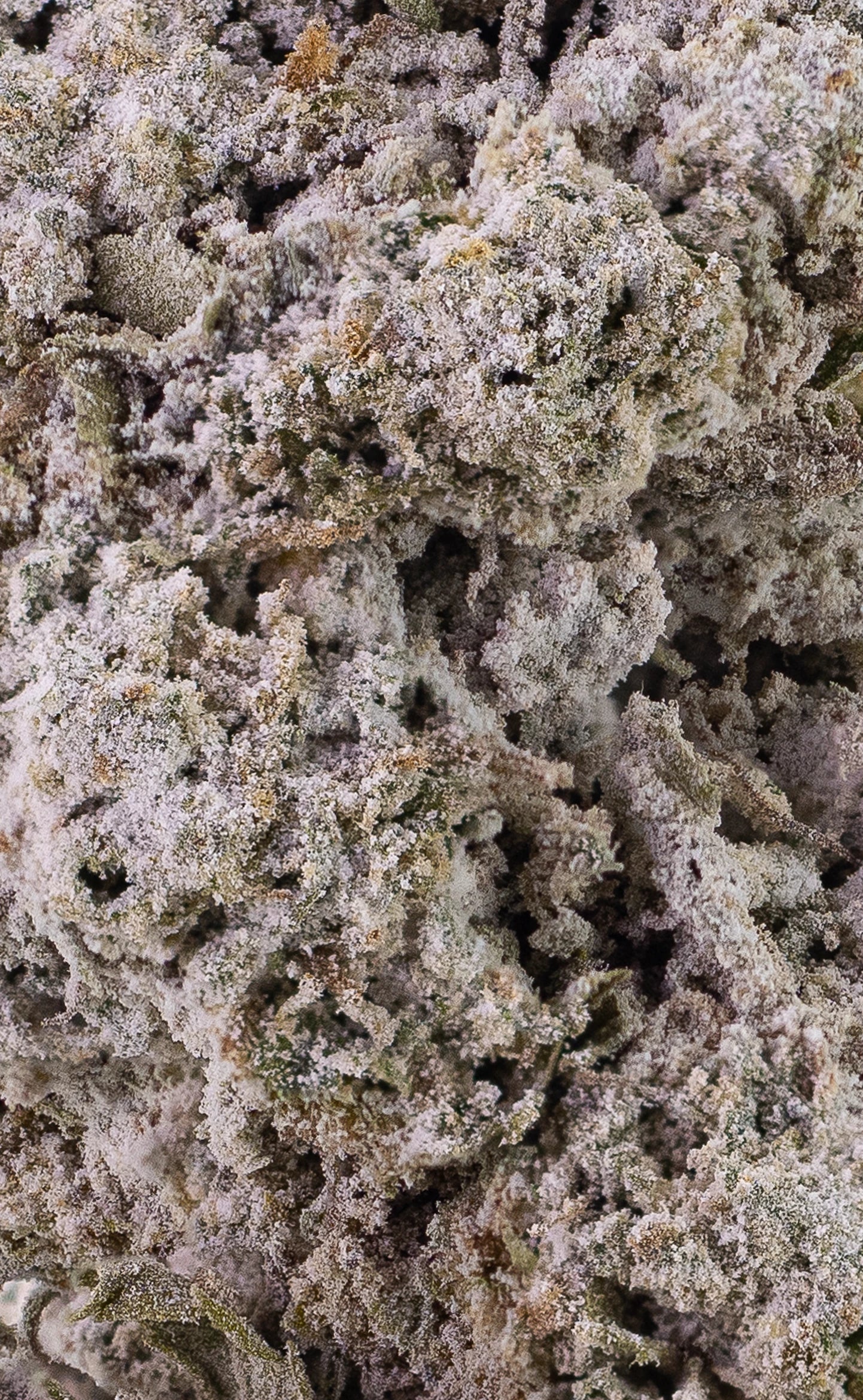 Amsterdam Sun | 24 % THCA