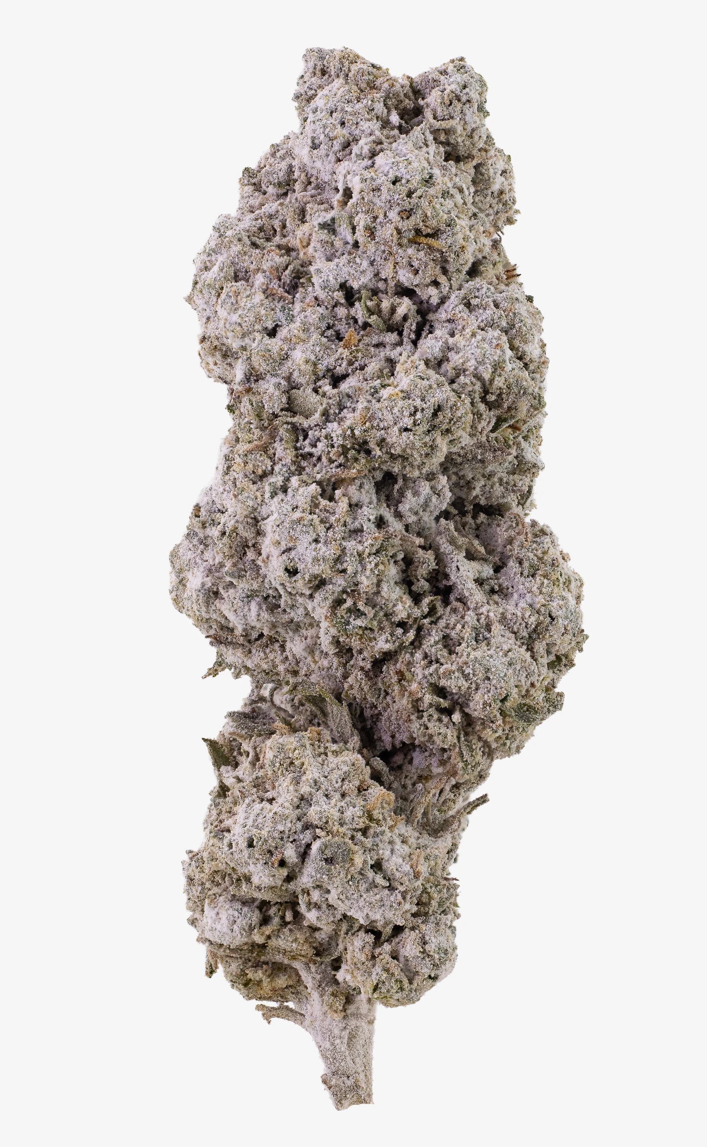 Amsterdam Sun | 24 % THCA