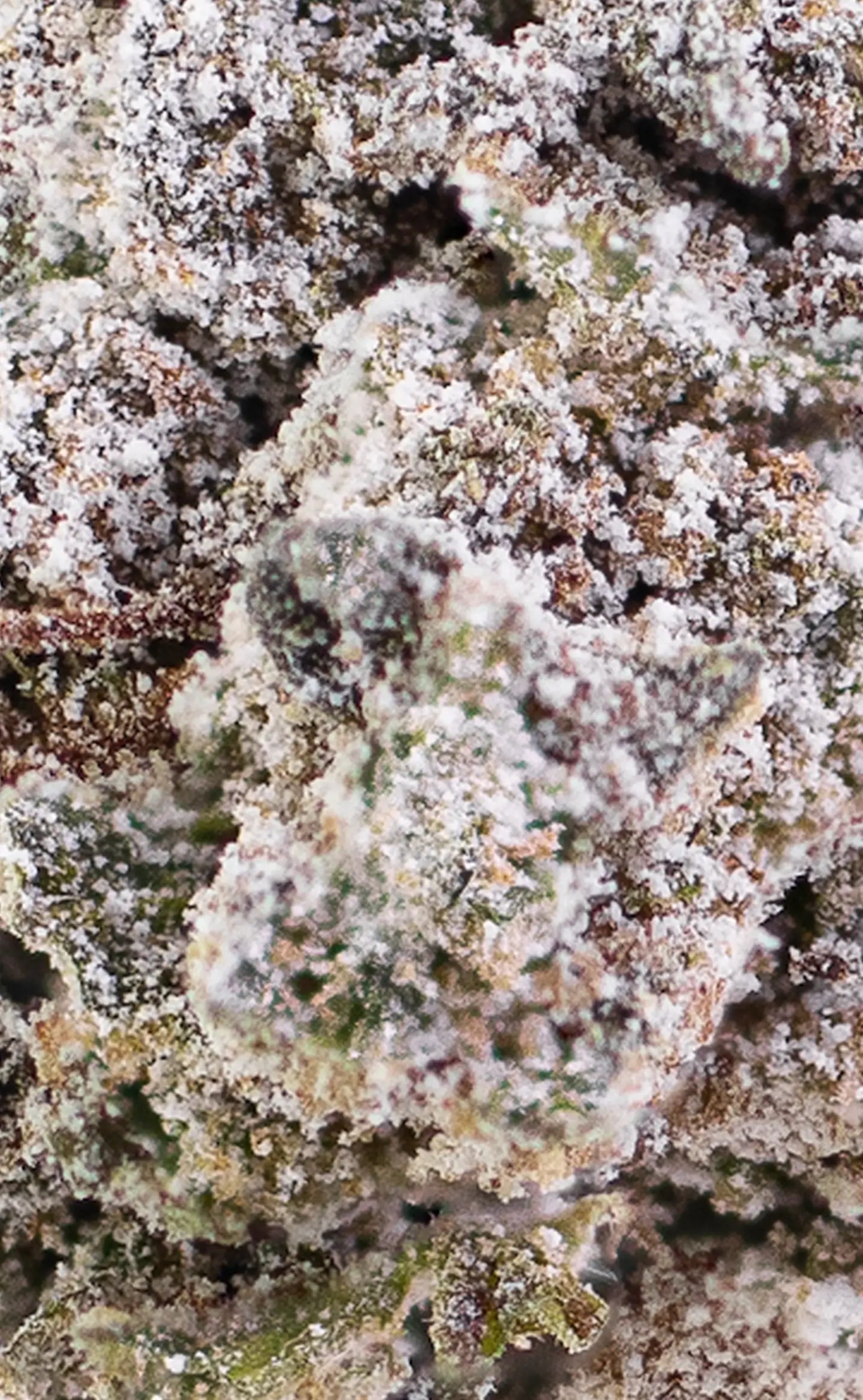 Frosted Papaya | 22% THCA