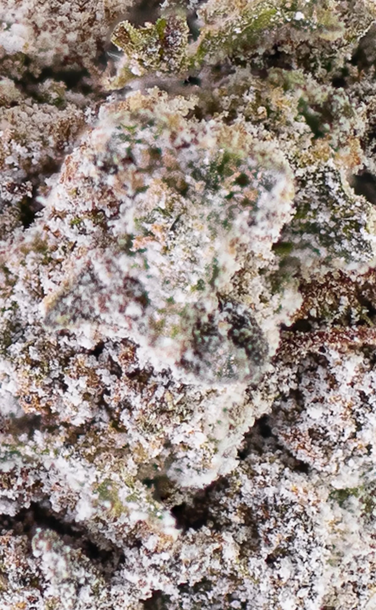 thca cannabis-buds närbild