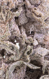 herbz cannabis bud thca polar pineapple closeup macro shot