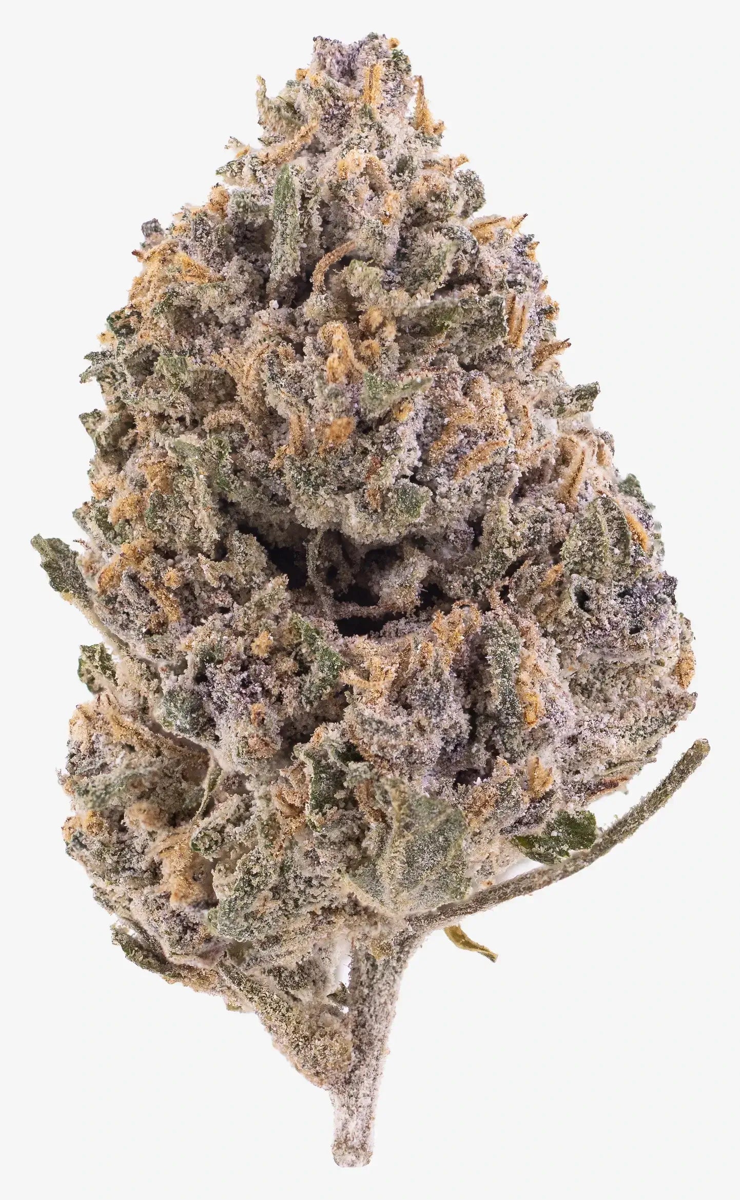 Herbz rotterdam runtz thca bud cannabis