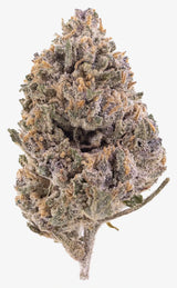 Herbz rotterdam runtz thca bud cannabis