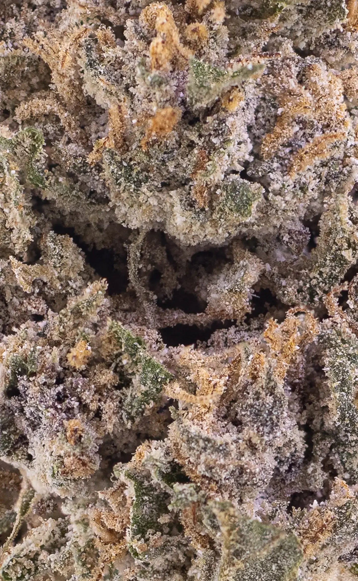 Herbz rotterdam runtz thca bud cannabis closeup macro trichomes