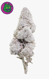 Verrücktes Cali | Kreativer Saft | 24 % THCA