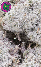 Verrücktes Cali | Kreativer Saft | 24 % THCA