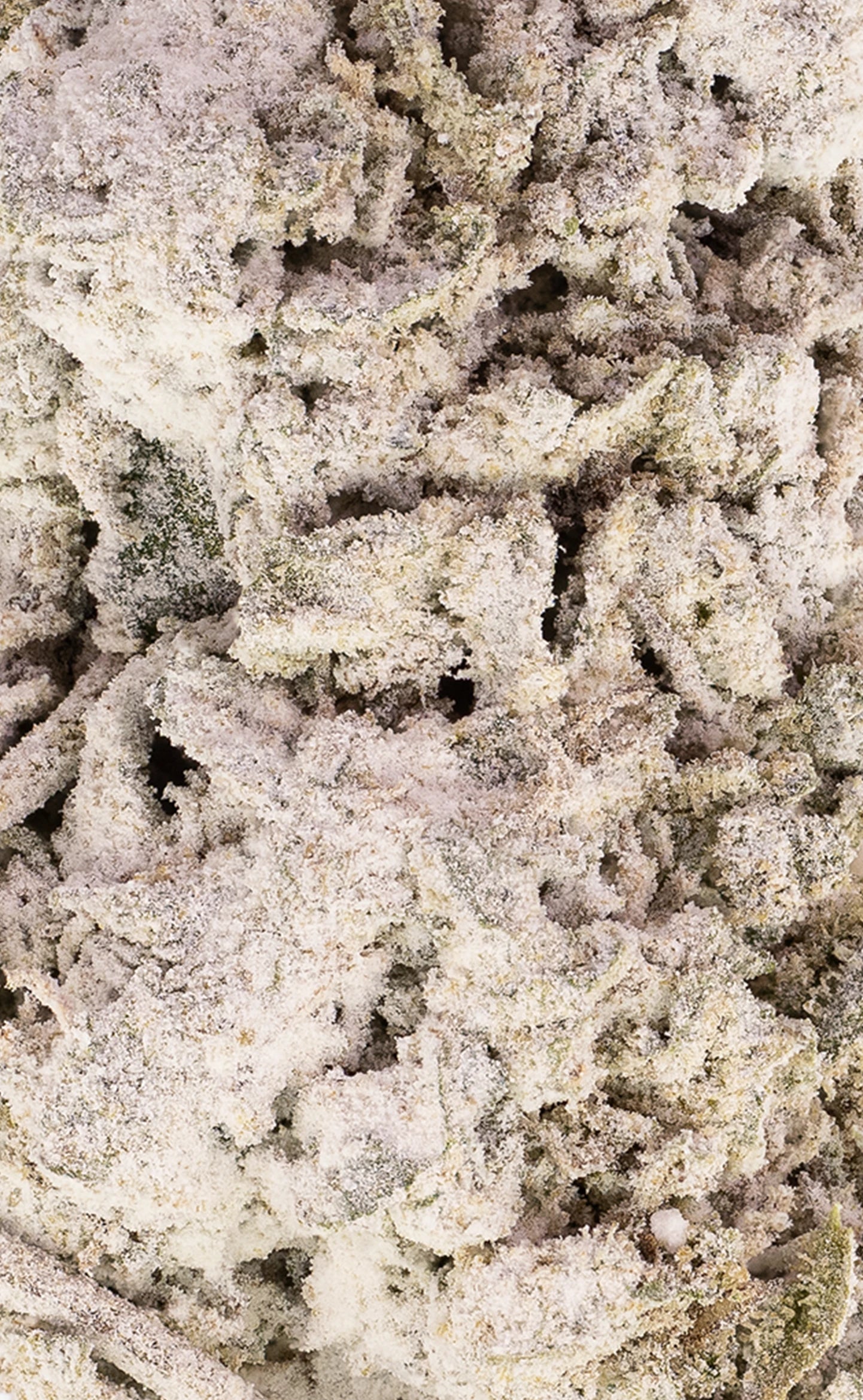 Girl Scout Cookies | 25% THCA