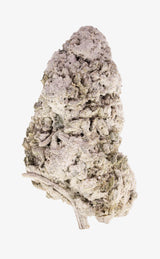 Flickscoutkakor | 25 % THCA