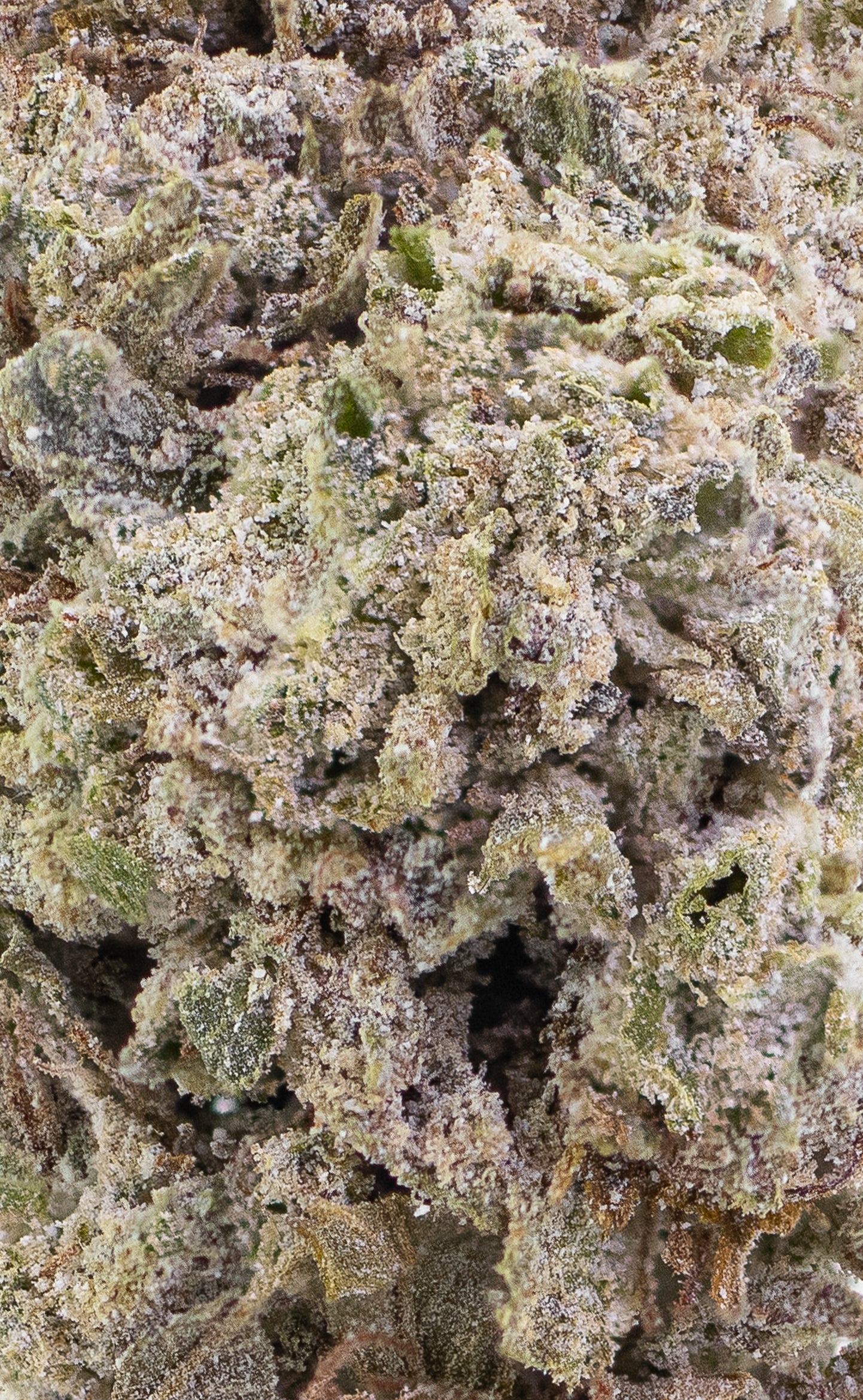 Lemon Haze | 23% THCA