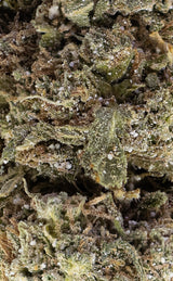 Mango OG | 18% THCA