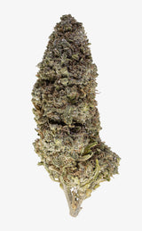Mango OG | 18% THCA