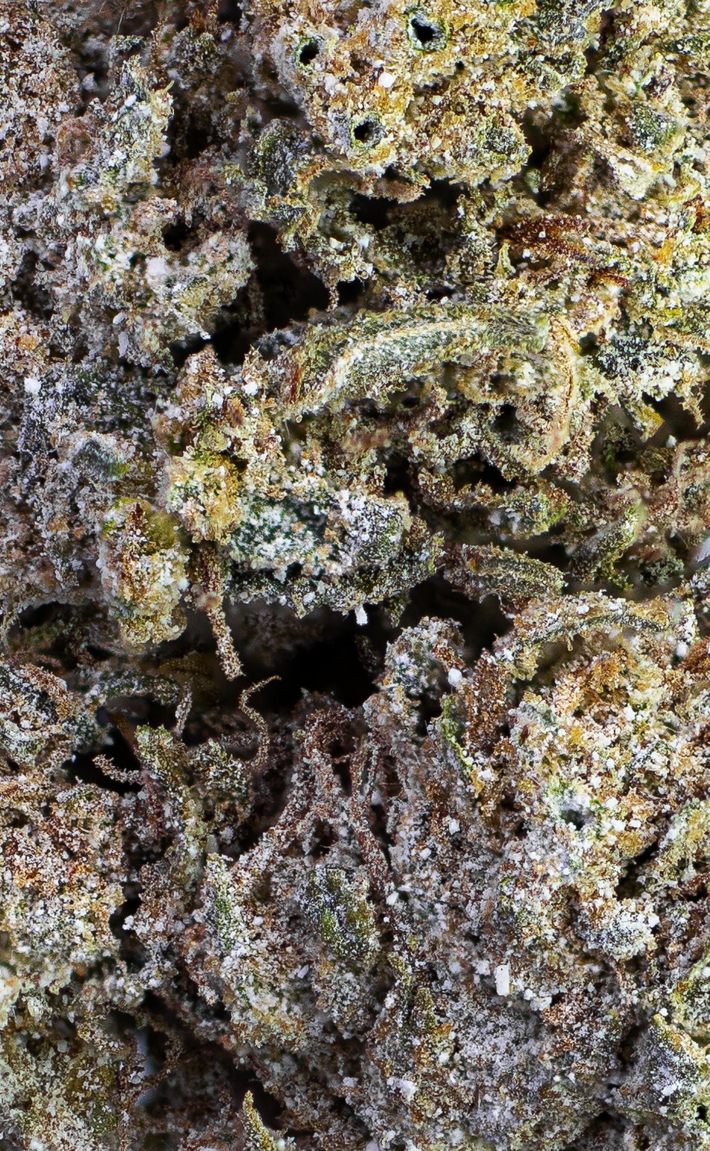 O.G. Snoozer | 18% THCA