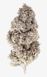 Olympic Grass | 24% THCA