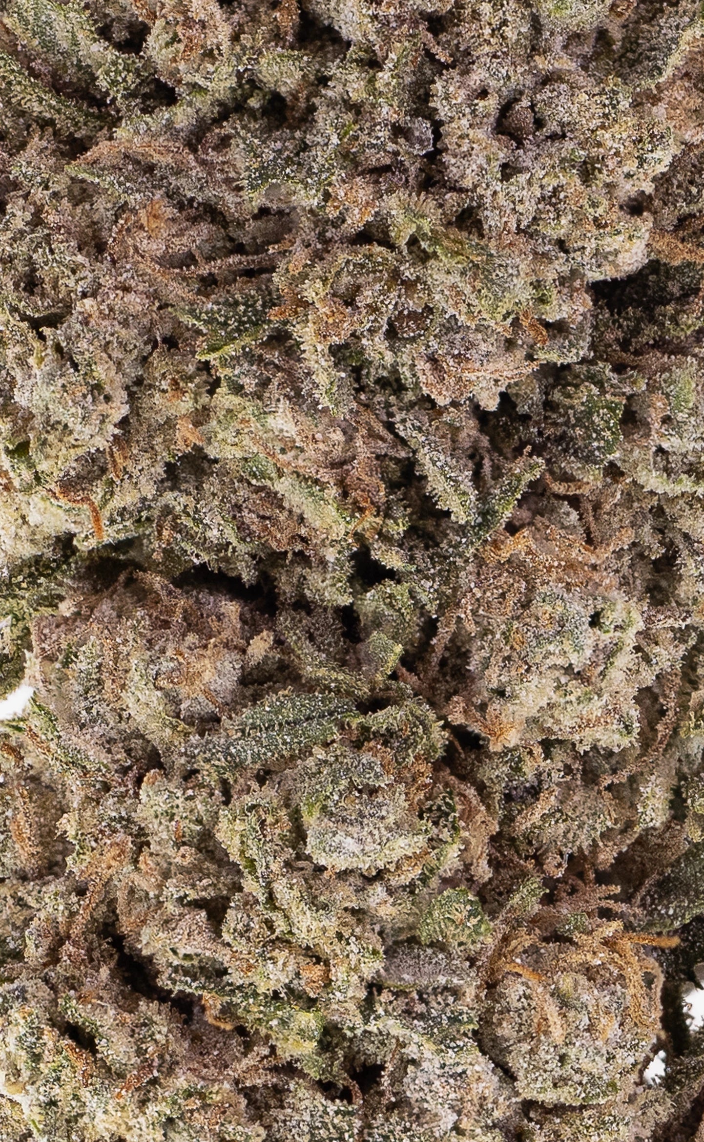 Orangello | 23 % THCA