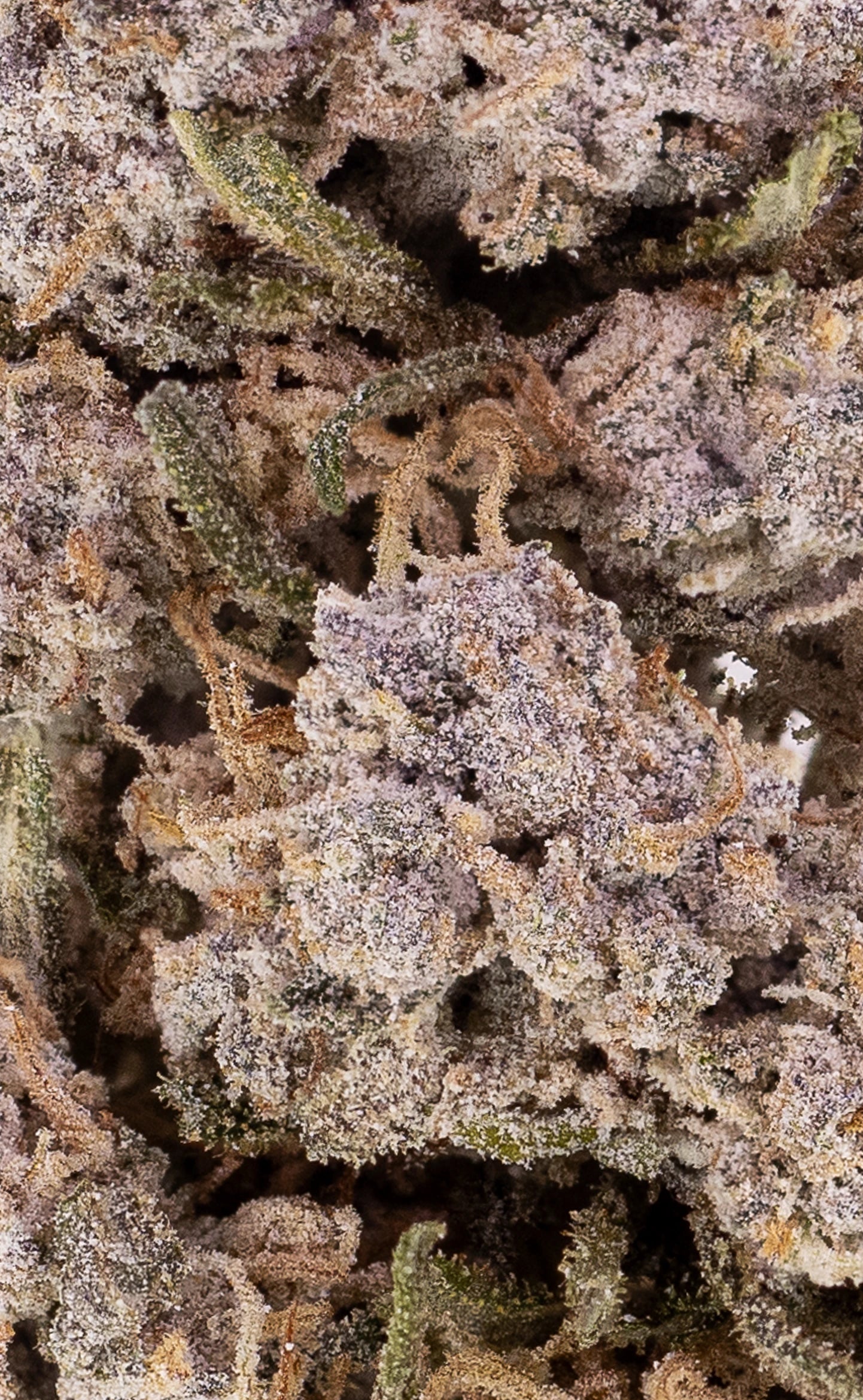 Valhalla Haze | 22% THCA