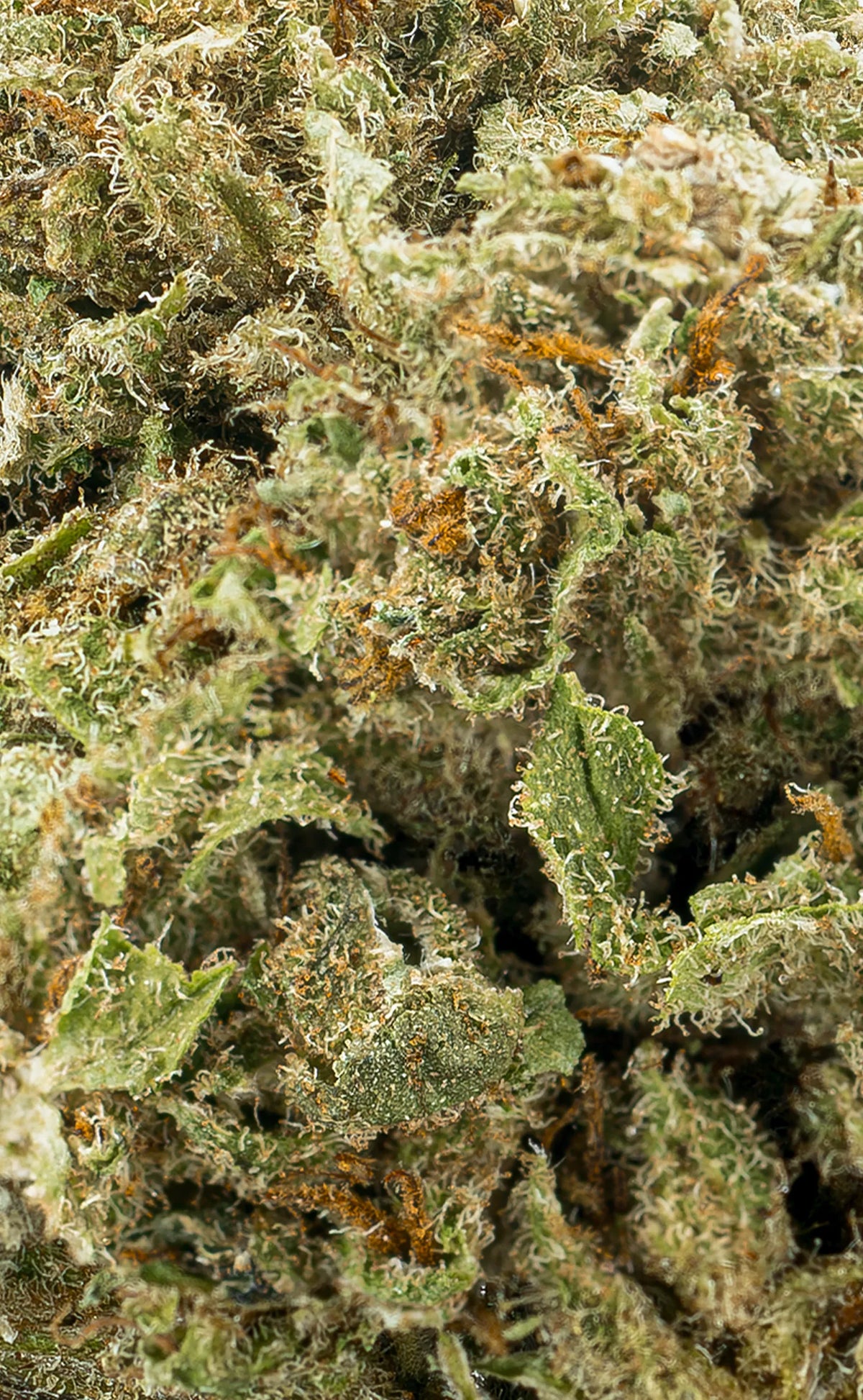 Zkittlez | 16% CBD - herbz.dk herbz.dk 1 g CBD Buds - laglig cannabis